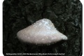 Bellegembos-04-05-2022-Berkenzwam-Mycelium-Foto-Joseph-Iserbyt