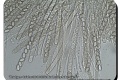 Wevelgem-Leiebos-08-06-2022-Bleekbruine-bekerzwam-2-Microscopie-en-Foto-Marc-Rouzere
