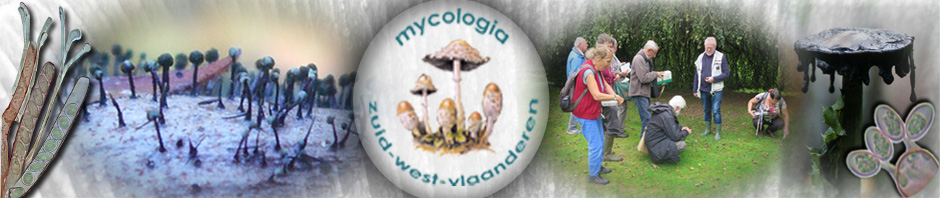 Mycologia Zuid-West-Vlaanderen